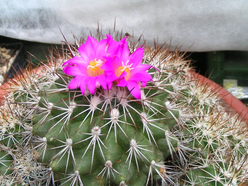 Gymnocactus horripilus